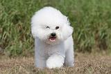 BICHON FRISE 478